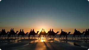 Экскурсии на верблюдах в пустыню